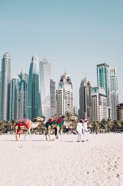 Camel rides on a beach in Dubai