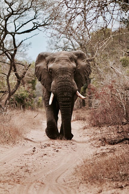 weddings in south africa | elephant