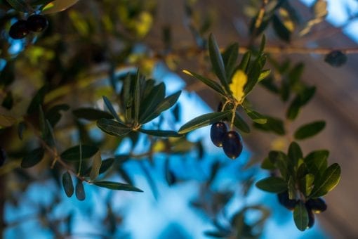 Hanging candles from trees at a dinner party at Tower Bridge
