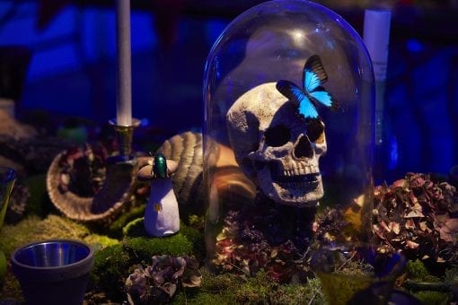 Creative surreal concept with quirky table details including a skull in a glass dome on a table of decorative leaves and moss