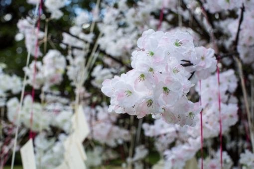 Pretty pink and white blossom escort card tree at a high end London wedding